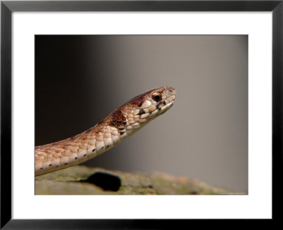 Northern Brown Snake, Storeria Dkayidekayi by Larry F. Jernigan Pricing Limited Edition Print image