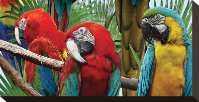 Macaws by Melinda Bradshaw Pricing Limited Edition Print image