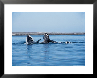 Grey Whale, Mating, Mexico by Gerard Soury Pricing Limited Edition Print image