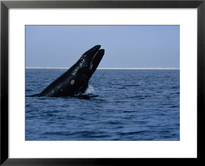 Gray Whale, Juvenile Breaching, Magdelena Bay by Gerard Soury Pricing Limited Edition Print image