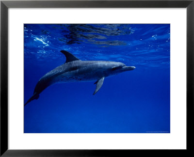 Atlantic Spotted Dolphin, Underwater, Bahamas by Gerard Soury Pricing Limited Edition Print image