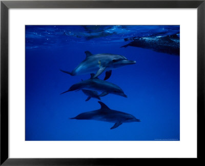 Atlantic Spotted Dolphins, Group Swimming, Bahamas by Gerard Soury Pricing Limited Edition Print image
