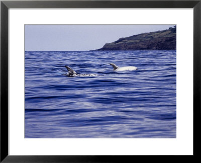 Rissos Dolphins At Surface, Azores, Portugal by Gerard Soury Pricing Limited Edition Print image