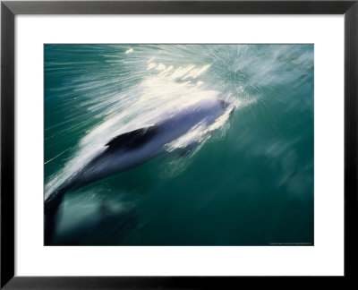 Hectors Dolphin, Porpoising, New Zealand by Gerard Soury Pricing Limited Edition Print image