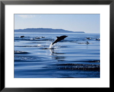 Long-Nosed Common Dolphin, Porpoising, Sea Of Cortez by Gerard Soury Pricing Limited Edition Print image