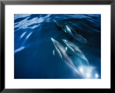 Short-Nosed Common Dolphin, Bowriding, Port by Gerard Soury Pricing Limited Edition Print image