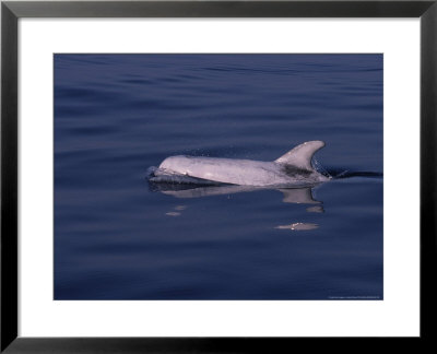 Rissos Dolphin, Porpoising, France by Gerard Soury Pricing Limited Edition Print image