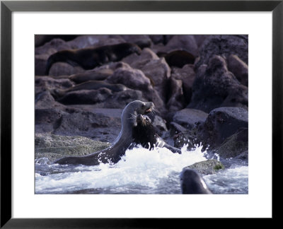 Californian Sea Lion, Playing, Baja California by Gerard Soury Pricing Limited Edition Print image