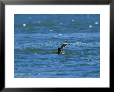 Harbour Seal, Eating A Flounder, Baie De Somme, France by Gerard Soury Pricing Limited Edition Print image