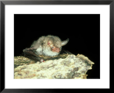 Natterers Bat, England, Uk by Les Stocker Pricing Limited Edition Print image