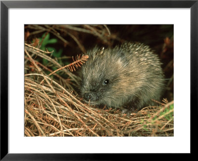 Hedgehog, England by Les Stocker Pricing Limited Edition Print image