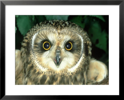 Short-Eared Owl, England by Les Stocker Pricing Limited Edition Print image