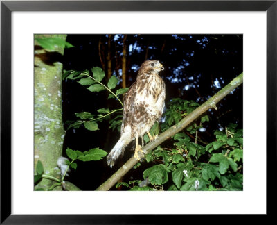 Common Buzzard, Young, England, Uk by Les Stocker Pricing Limited Edition Print image