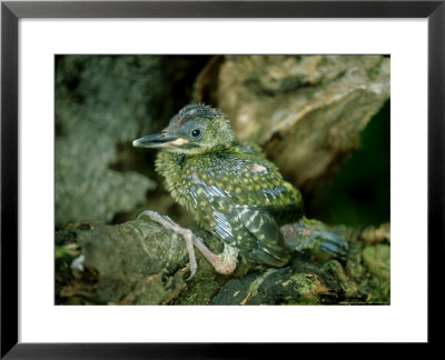 Green Woodpecker, Young, England, Uk by Les Stocker Pricing Limited Edition Print image