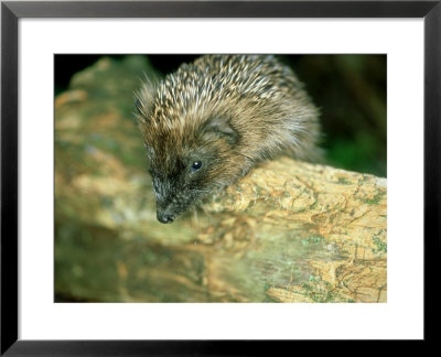 Hedgehog, Aylesbury, Uk by Les Stocker Pricing Limited Edition Print image