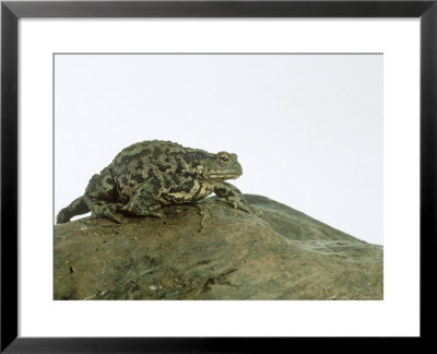 Common Toad, Bufo Bufo by Les Stocker Pricing Limited Edition Print image