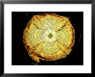 Liana, Stem Detail by Harold Taylor Pricing Limited Edition Print image