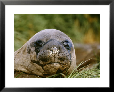 Southern Elephant Seal, South Georgia by David Tipling Pricing Limited Edition Print image