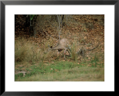 Tiger, Attacking Sambar, India by Satyendra K. Tiwari Pricing Limited Edition Print image