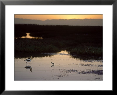 American Avocet, With Baby At Sunrise, Northern California, Usa by Roy Toft Pricing Limited Edition Print image