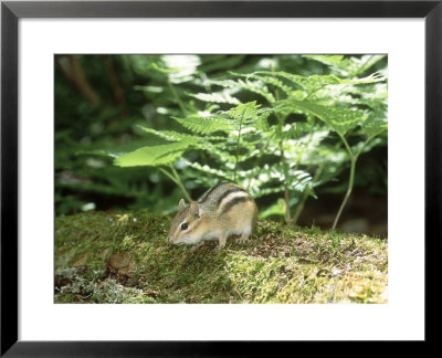 Eastern Chipmunk, Baxter State Park, Usa by Roy Toft Pricing Limited Edition Print image