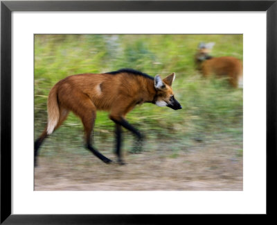 Maned Wolf, Walking On Trail In Foreground With Second Wolf In Background, Costa Rica by Roy Toft Pricing Limited Edition Print image