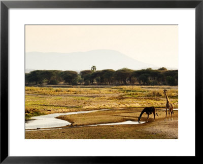 Masai Giraffes, Ruaha National Park, Tanzania by Ariadne Van Zandbergen Pricing Limited Edition Print image