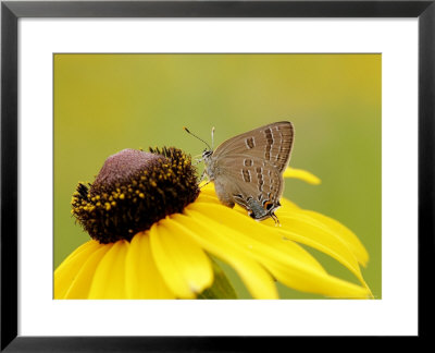 Edwards Hairstreak Butterfly, Feeding, Quebec, Canada by Robert Servranckx Pricing Limited Edition Print image