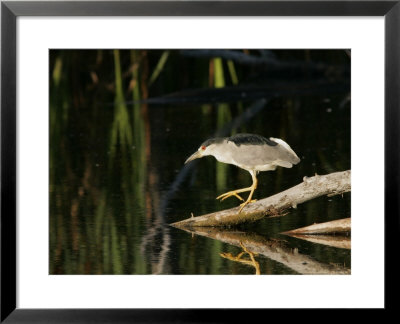 Black-Crowned Night Heron, Ile Bizard, Canada by Robert Servranckx Pricing Limited Edition Print image