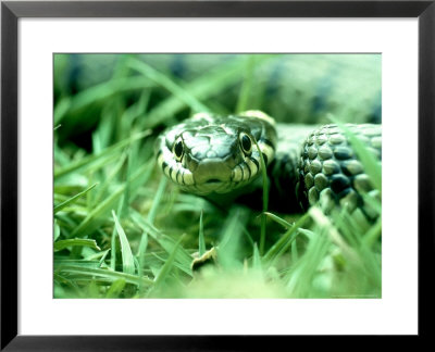 Grass Snake, Hampshire, Uk by Ian West Pricing Limited Edition Print image