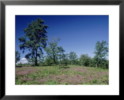 Hindhead Common, Uk by Ian West Pricing Limited Edition Print image