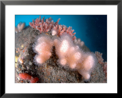 Dead Mens Fingers, Mounts Bay, Uk by Mark Webster Pricing Limited Edition Print image
