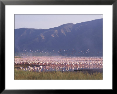 Flamingos, Lake Bogoria, Kenya, East Africa, Africa by Storm Stanley Pricing Limited Edition Print image