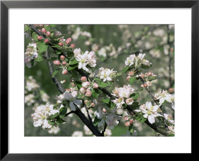 Apple Trees In Blossom, Normandy, France by Guy Thouvenin Pricing Limited Edition Print image