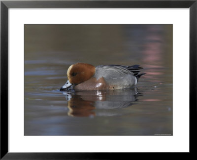 Wigeon, Anas Penelope, At Martin Mere Wildfowl And Wetlands Trust Reserve In Lancashire, England by Steve & Ann Toon Pricing Limited Edition Print image