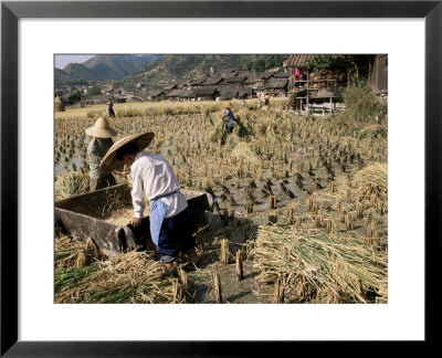 Rice Being Cut And Threshed, Guizhou Province, China by Occidor Ltd Pricing Limited Edition Print image
