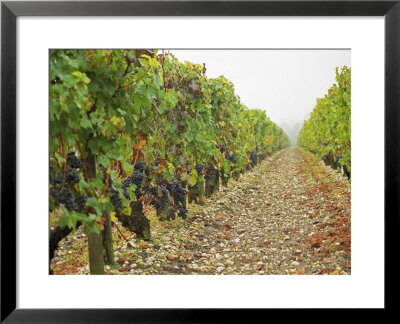Cabernet Sauvignon Vines With Grapes, Chateau Du Tertre, Margaus, Medoc, Bordeaux, Gironde, France by Per Karlsson Pricing Limited Edition Print image