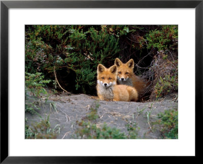 Den Of Red Foxes, Kamchatka, Russia by Daisy Gilardini Pricing Limited Edition Print image