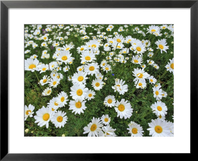 Oxeye Daisies by Chuck Haney Pricing Limited Edition Print image