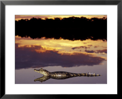Caiman In Lagoon At Sunset, Pantanal, Brazil by Theo Allofs Pricing Limited Edition Print image