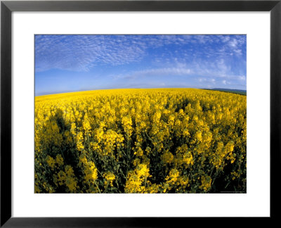 Canola Crop, Grangeville, Idaho, Usa by Terry Eggers Pricing Limited Edition Print image