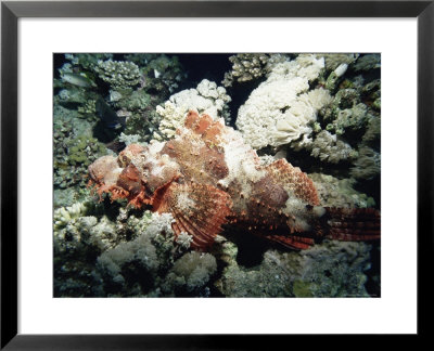 Deadly Stone Fish, Off Sharm El-Sheikh, Sinai, Red Sea, Egypt, North Africa, Africa by Upperhall Ltd Pricing Limited Edition Print image
