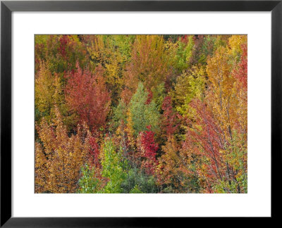White Mountains Natioinal Forest In Fall, Near North Conway, New Hampshire, Usa by Fraser Hall Pricing Limited Edition Print image