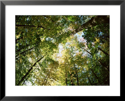 Sugar Maple Trees In Autumn, Shot With Fisheye Lens, Bavaria, Germany, Europe by Jochen Schlenker Pricing Limited Edition Print image