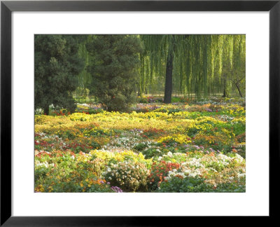 Field Of Flowers, Yiheyuan (Summer Palace), Beijing, China, Asia by Jochen Schlenker Pricing Limited Edition Print image