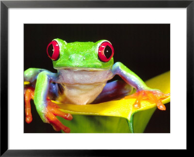 Red Eye Tree Frog On A Calla Lily, Native To Central America by David Northcott Pricing Limited Edition Print image