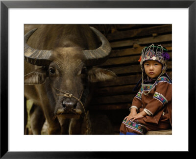 Hani Child And Water Buffalo For Ploughing Rice Paddies, Yuanyang, Honghe Prefecture, China by Pete Oxford Pricing Limited Edition Print image