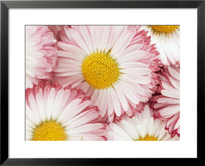 Several Daisies by Marc O. Finley Pricing Limited Edition Print image