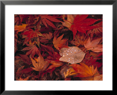 Autumn Leaves by Jon Arnold Pricing Limited Edition Print image