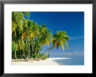 Palm Trees And Tropical Beach, Maldive Islands, Indian Ocean by Steve Vidler Pricing Limited Edition Print image